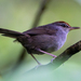 Fiji Bush Warbler - Photo (c) Paul, some rights reserved (CC BY-NC-SA), uploaded by Paul