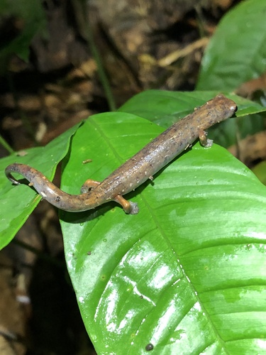 Caldwell's Mushroomtongue Salamander, Bolitoglossa caldwellae