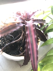 Cryptanthus