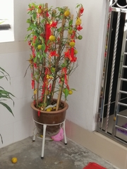 Tabernaemontana dichotoma