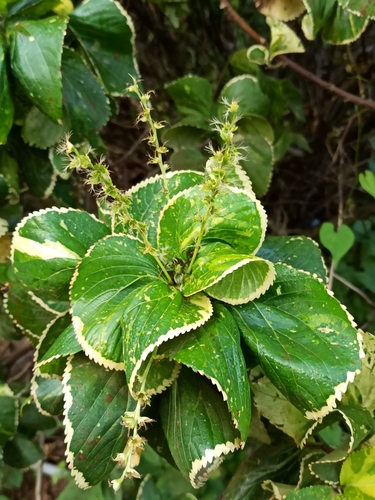 Image of Acalypha wilkesiana by (c) Sindhu Haridas, some rights reserved (CC BY)