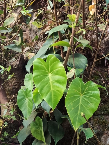 Image of Remusatia vivipara by (c) Sindhu Haridas, some rights reserved (CC BY)