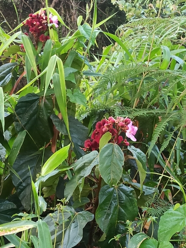 Bixa orellana