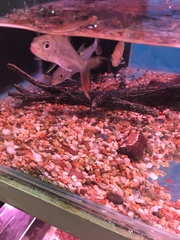 Hydrocynus goliath