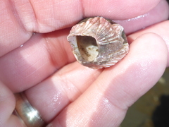 Megabalanus californicus