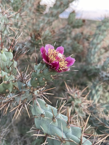 Coast Cholla