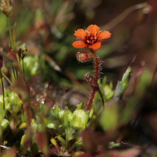 Drosera glanduligera (Drosera glanduligera)