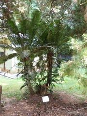 Cycadaceae