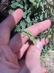 Pellaea bridgesii image