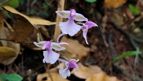 Hemipilia flabellata