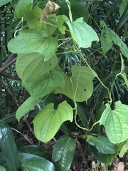 Dioscorea sansibarensis