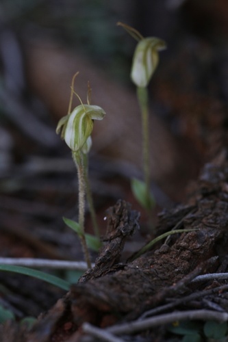 Image of Pterostylis setulosa by (c) Hugo Innes, some rights reserved (CC BY)