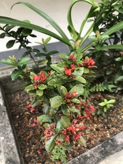 Ixora