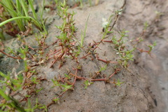 Crassula aquatica