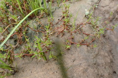 Crassula aquatica