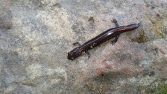 Plethodon angusticlavius