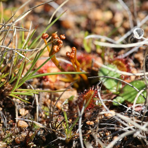 Drosera yilgarnensis