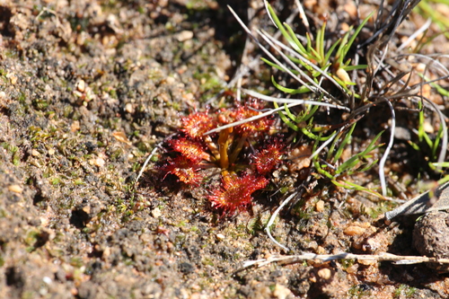 Drosera yilgarnensis