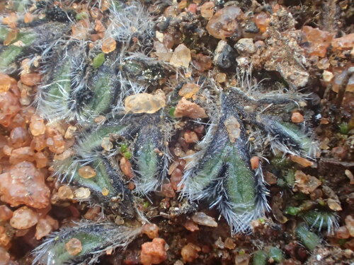 Riccia crinita