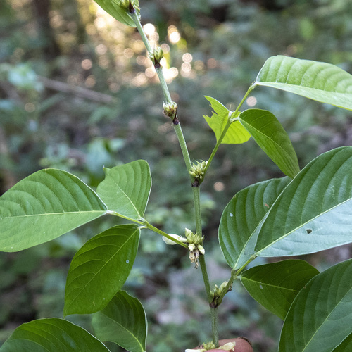 Dendrolobium triangulare, photograph 4