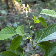 Dendrolobium triangulare, photograph (c) Paulmathi Vinod, some rights reserved (CC BY)