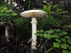 Amanita ananiceps