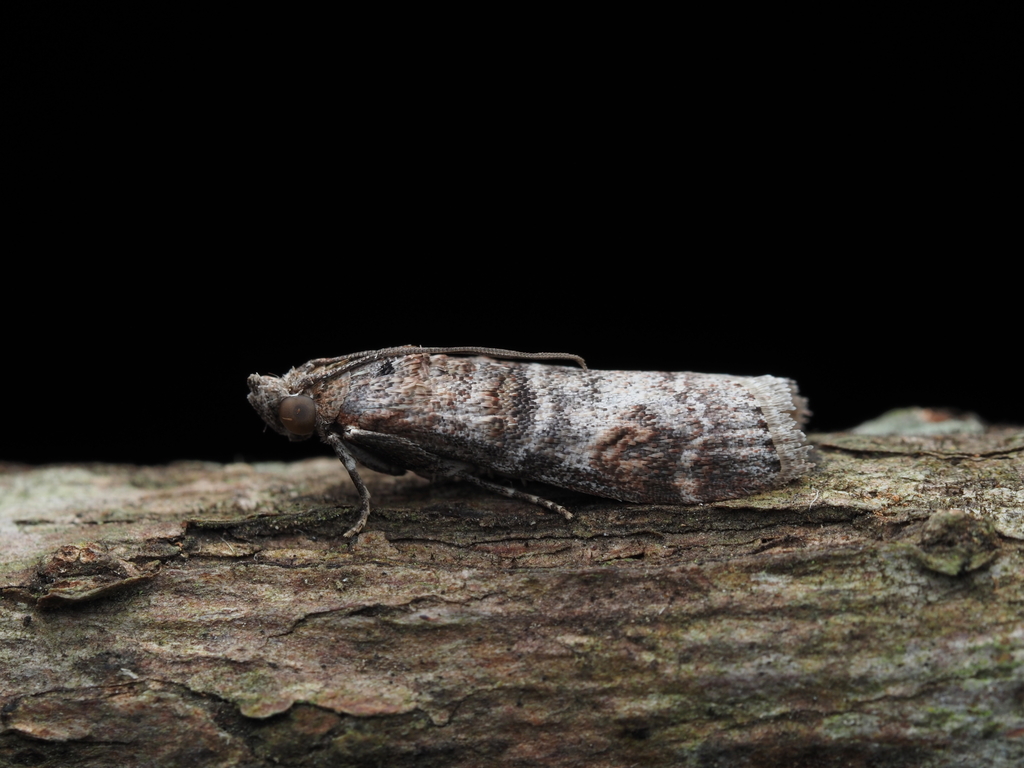 Calguia hapalanthes