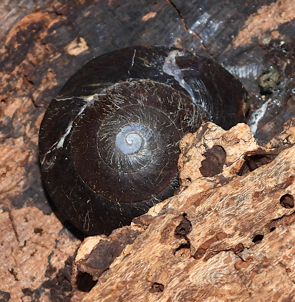 Richmond River Keeled Snail from Maiala, Mount Glorious QLD 4306
