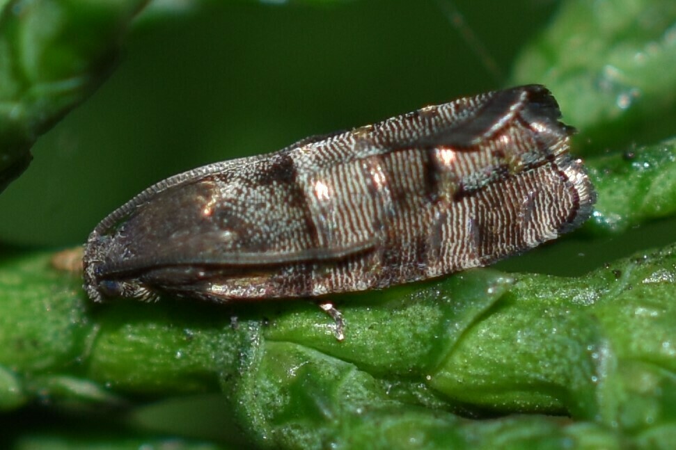 Cypress bark moth