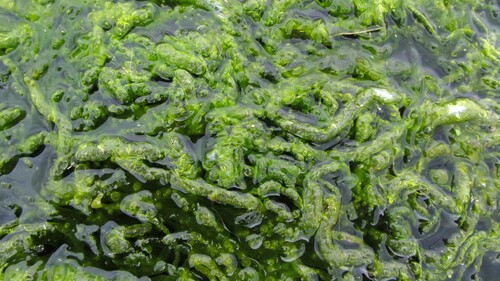 Ulva intestinalis