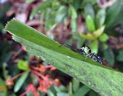 Cosmophasis thalassina