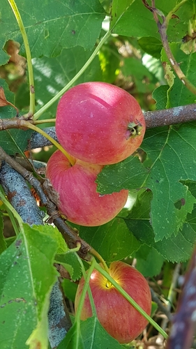 Malus domestica