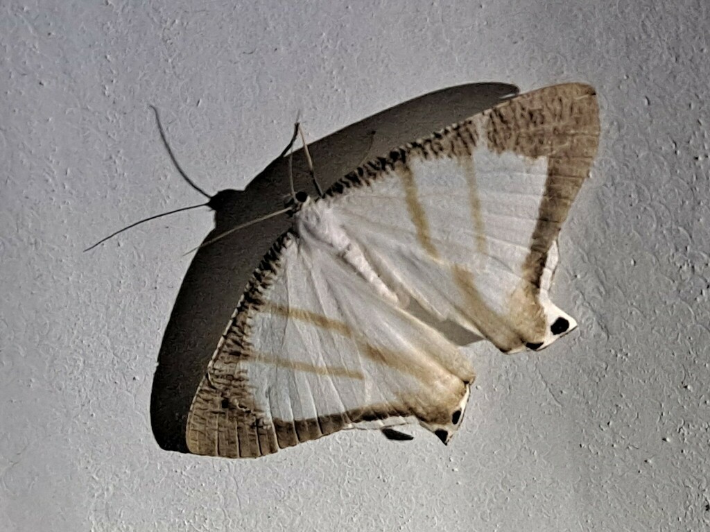 Cyphura marcoi
