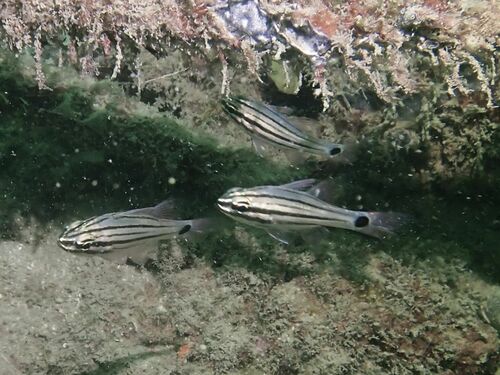 Candystripe cardinalfish (Ostorhinchus endekataenia) — Apogonidae — 5