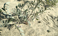 Astragalus aridus