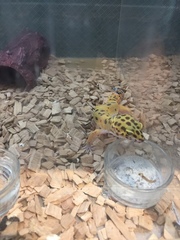 Eublepharis macularius