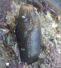 Sipuncula