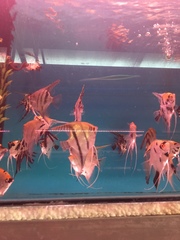Pterophyllum scalare