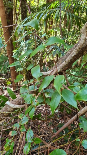 Image of Bitter Vine (Trimenia moorei) by (c) Petra Holland, some rights reserved (CC BY)