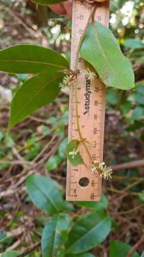 Image of Bitter Vine (Trimenia moorei) by (c) Petra Holland, some rights reserved (CC BY)