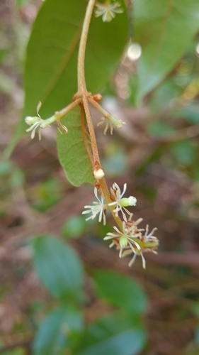 Image of Bitter Vine (Trimenia moorei) by (c) Petra Holland, some rights reserved (CC BY)