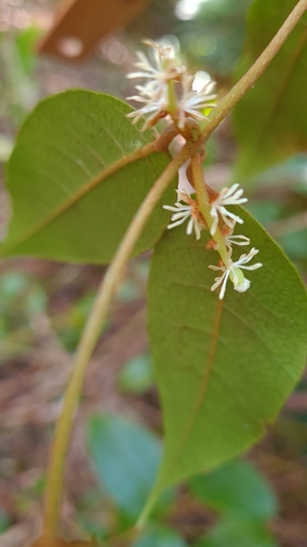 Image of Bitter Vine (Trimenia moorei) by (c) Petra Holland, some rights reserved (CC BY)