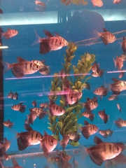 Gymnocorymbus ternetzi