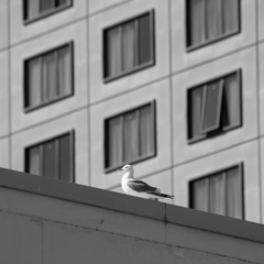 Larus brachyrhynchus