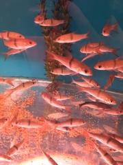 Hampala macrolepidota