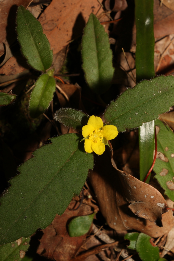 Toothed Guinea Flower