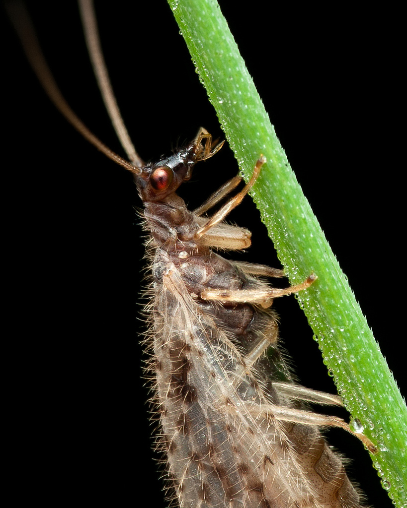 Variegated Brown Lacewing