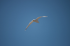 Larus brachyrhynchus