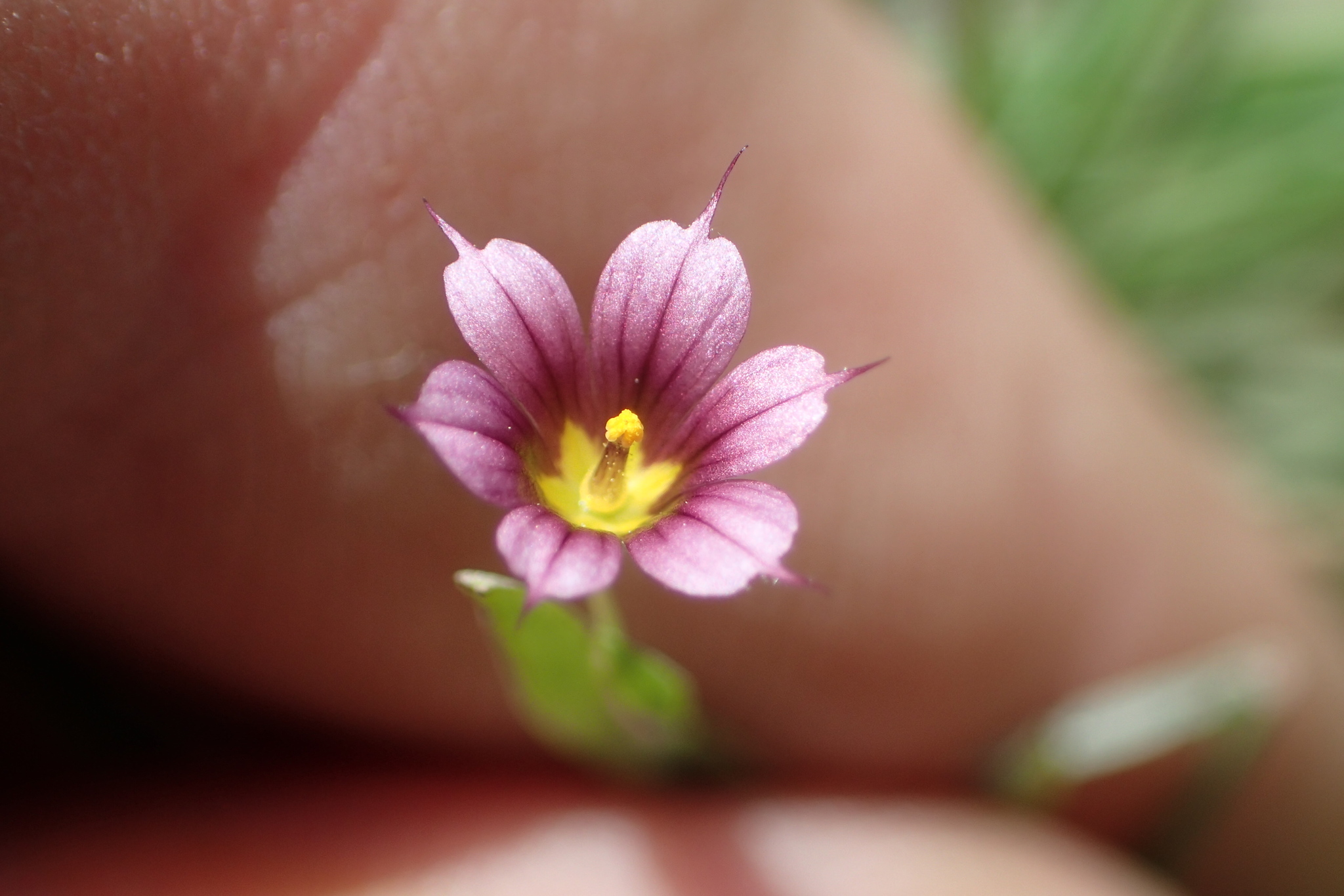 Sisyrinchium minus