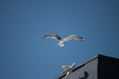 Larus brachyrhynchus